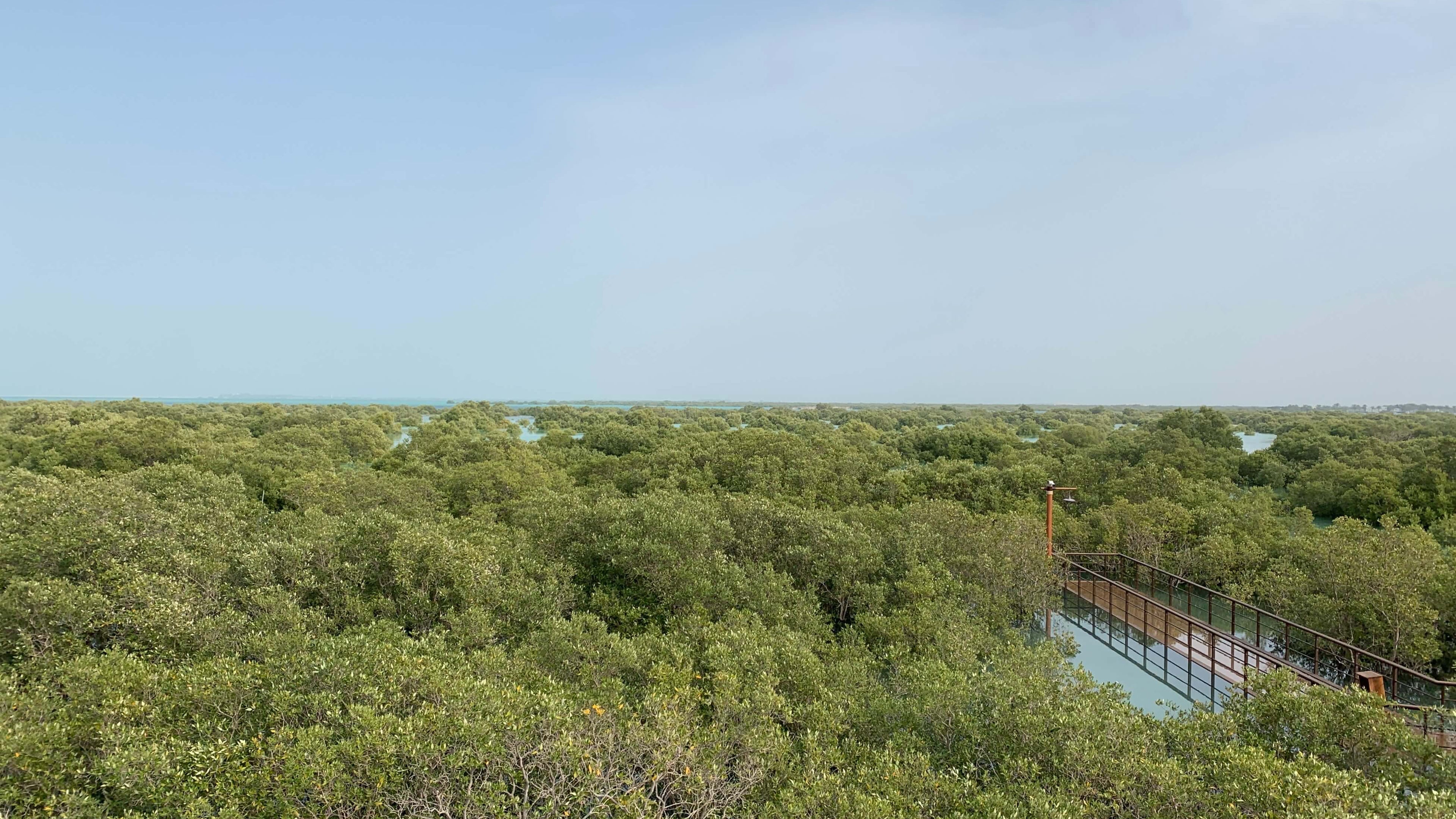 Mangrove forest with a clear blue sky above