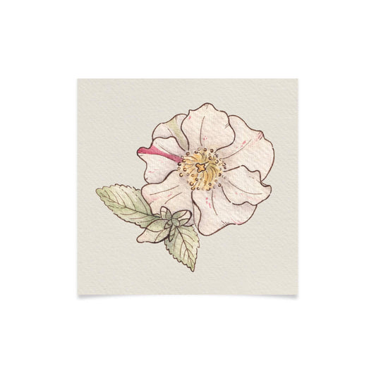 Timeless Camellia Watercolour Art Print